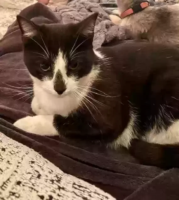Lost cat in Dallas, TX, 75205