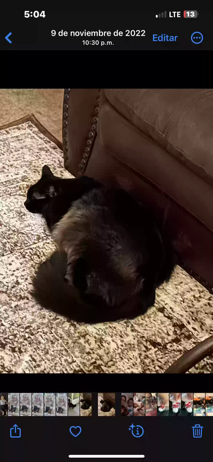 Lost cat in Palm Bay, FL, 32907