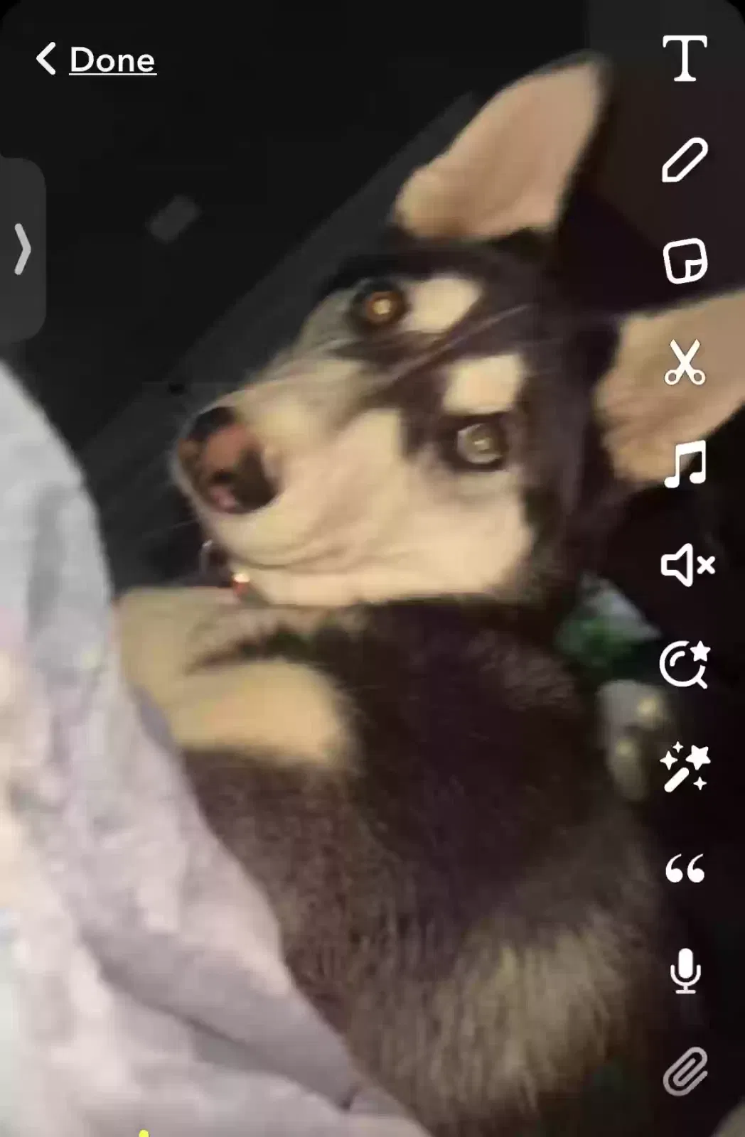 Lost dog in Las Vegas, NV, 89110