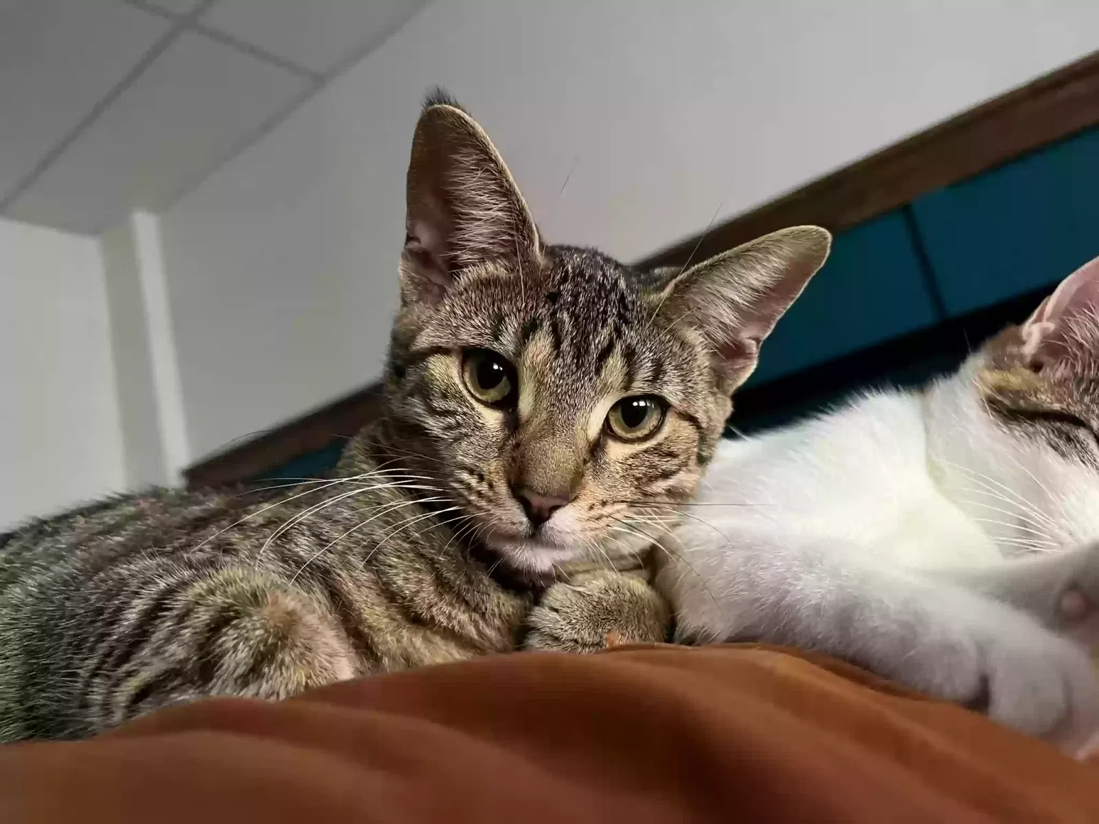 Lost cat in Lebanon, PA, 17046