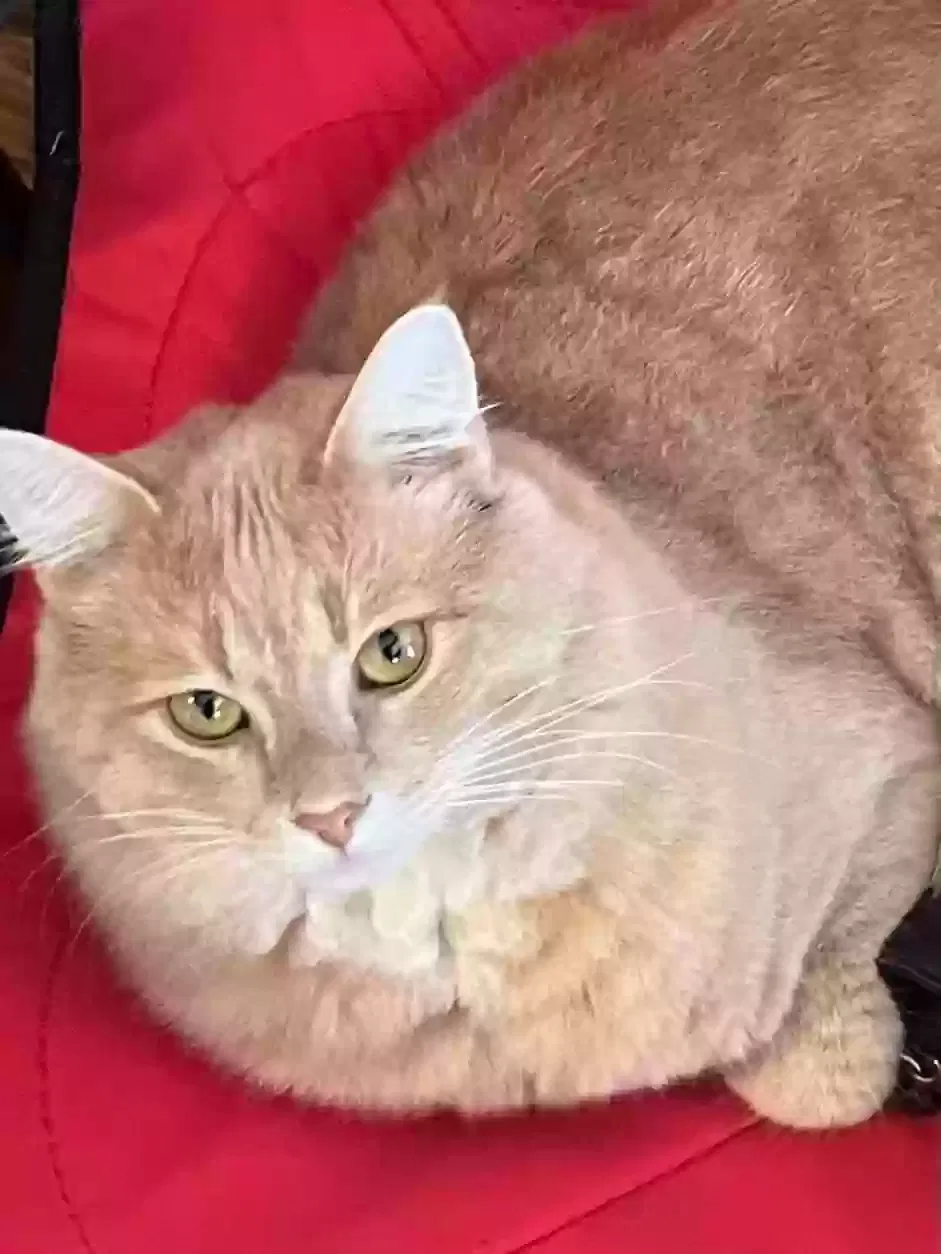 Lost cat in Kyle, TX, 78640