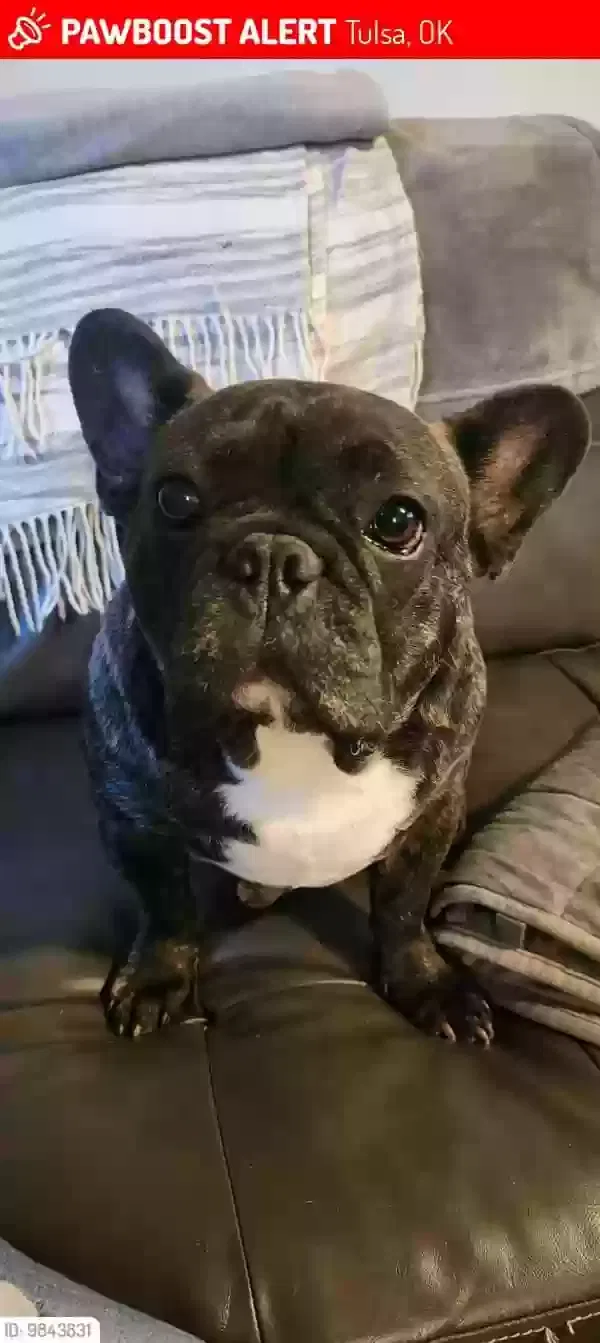 Lost dog in Tulsa, OK, 74145