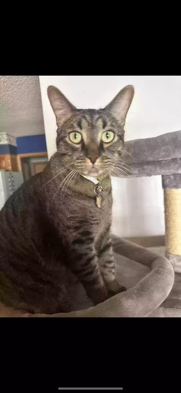 Lost cat in Wichita, KS, 67204