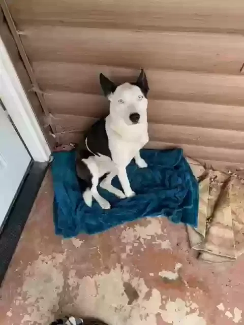 Found dog in Everton, AR, 72633
