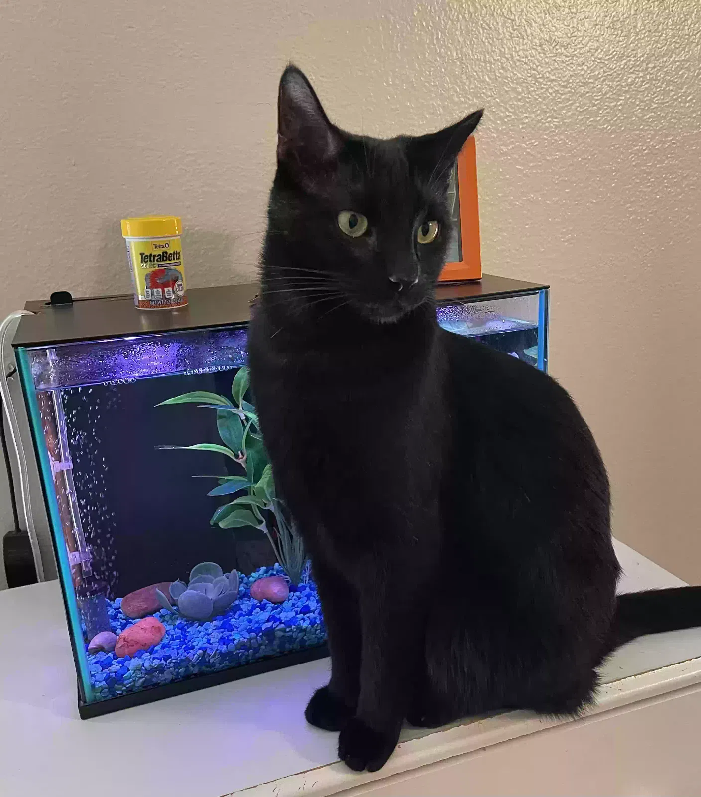 Lost cat in Spring, TX, 77388