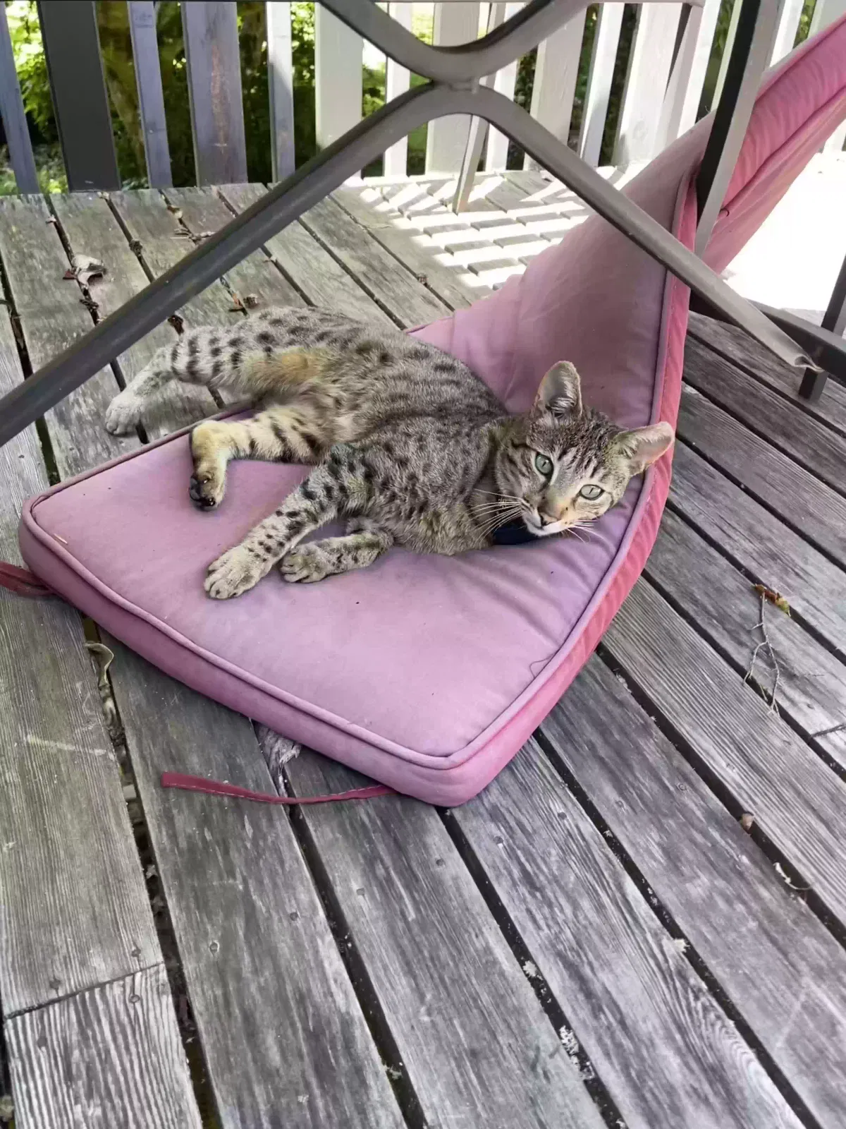 Lost cat in Snohomish, WA, 98290
