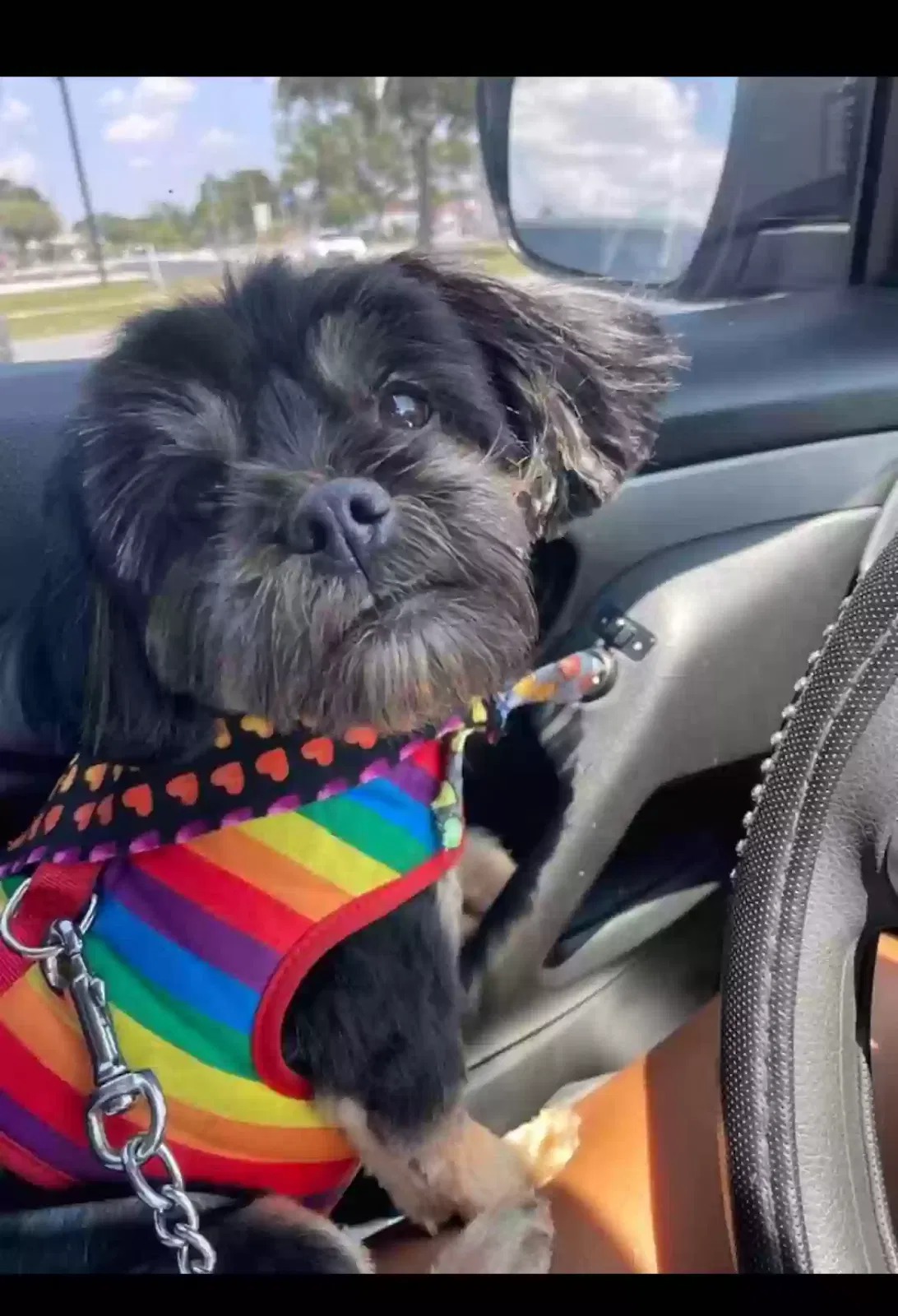 Lost dog in Tampa, FL, 33614