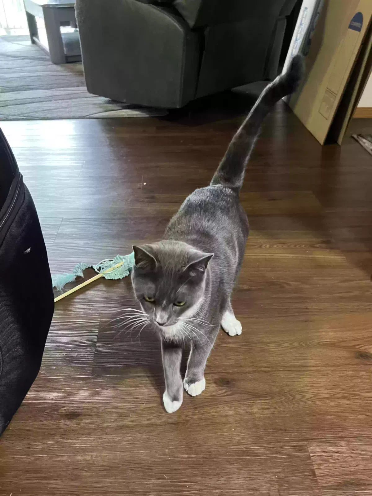 Lost cat in Veradale, WA, 99037
