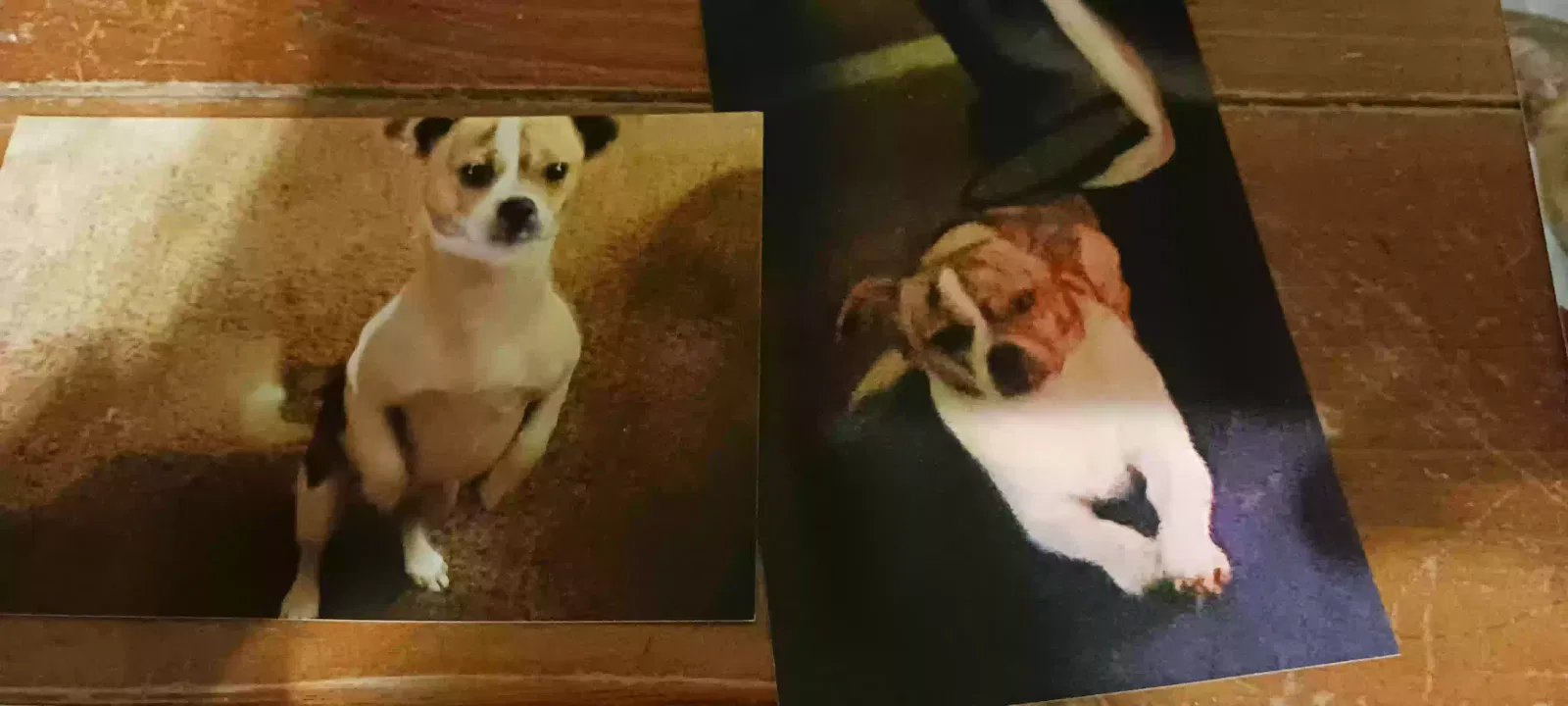 Lost dog in Tyler, TX, 75703
