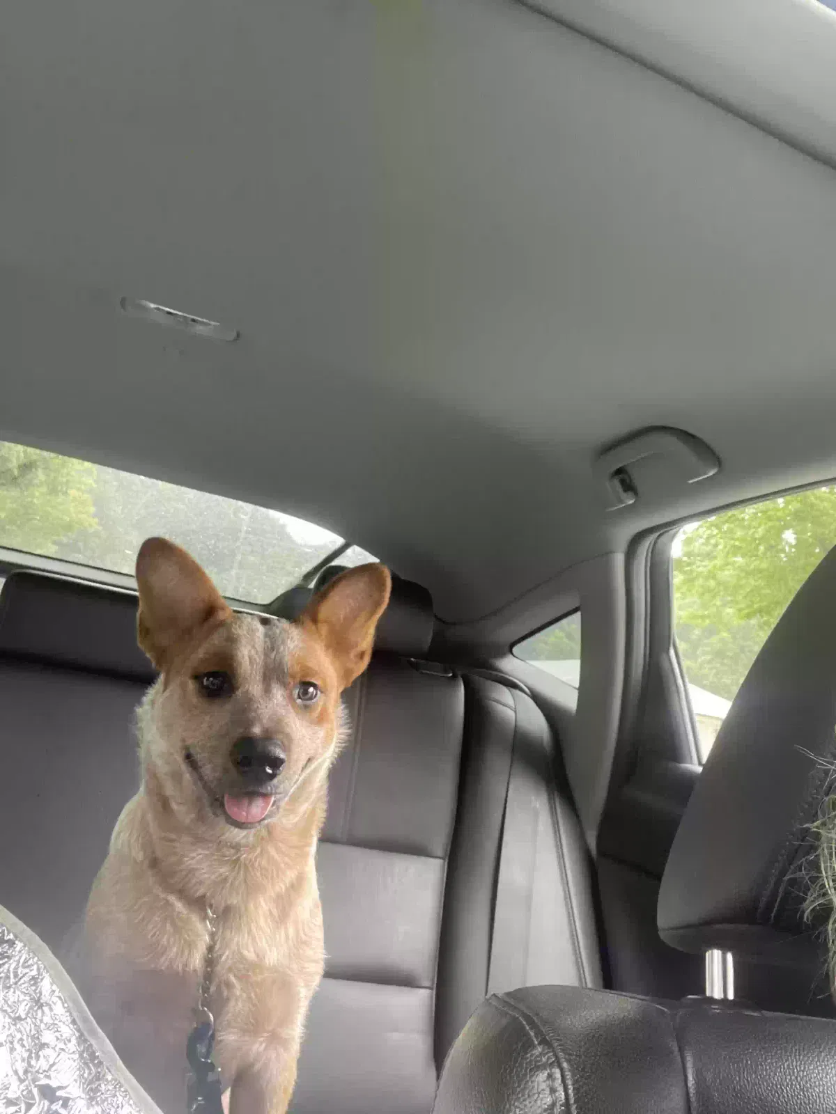 Lost dog in Shelby, NC, 28152