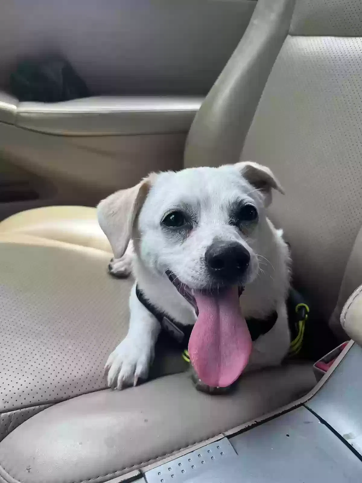 Lost dog in Decatur, GA, 30035