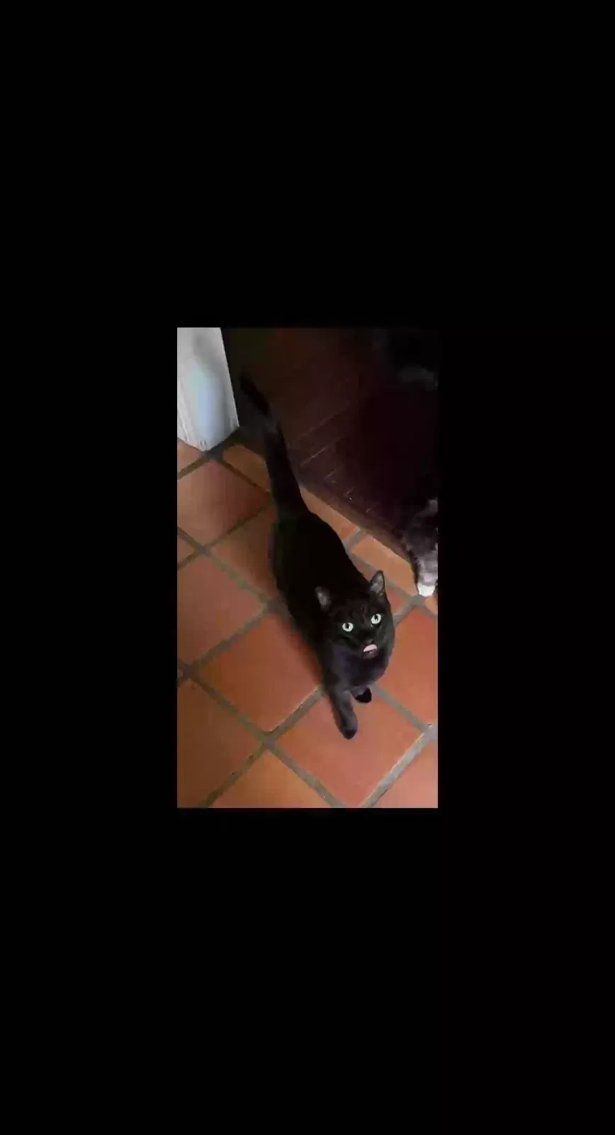 Lost cat in Lubbock, TX, 79423
