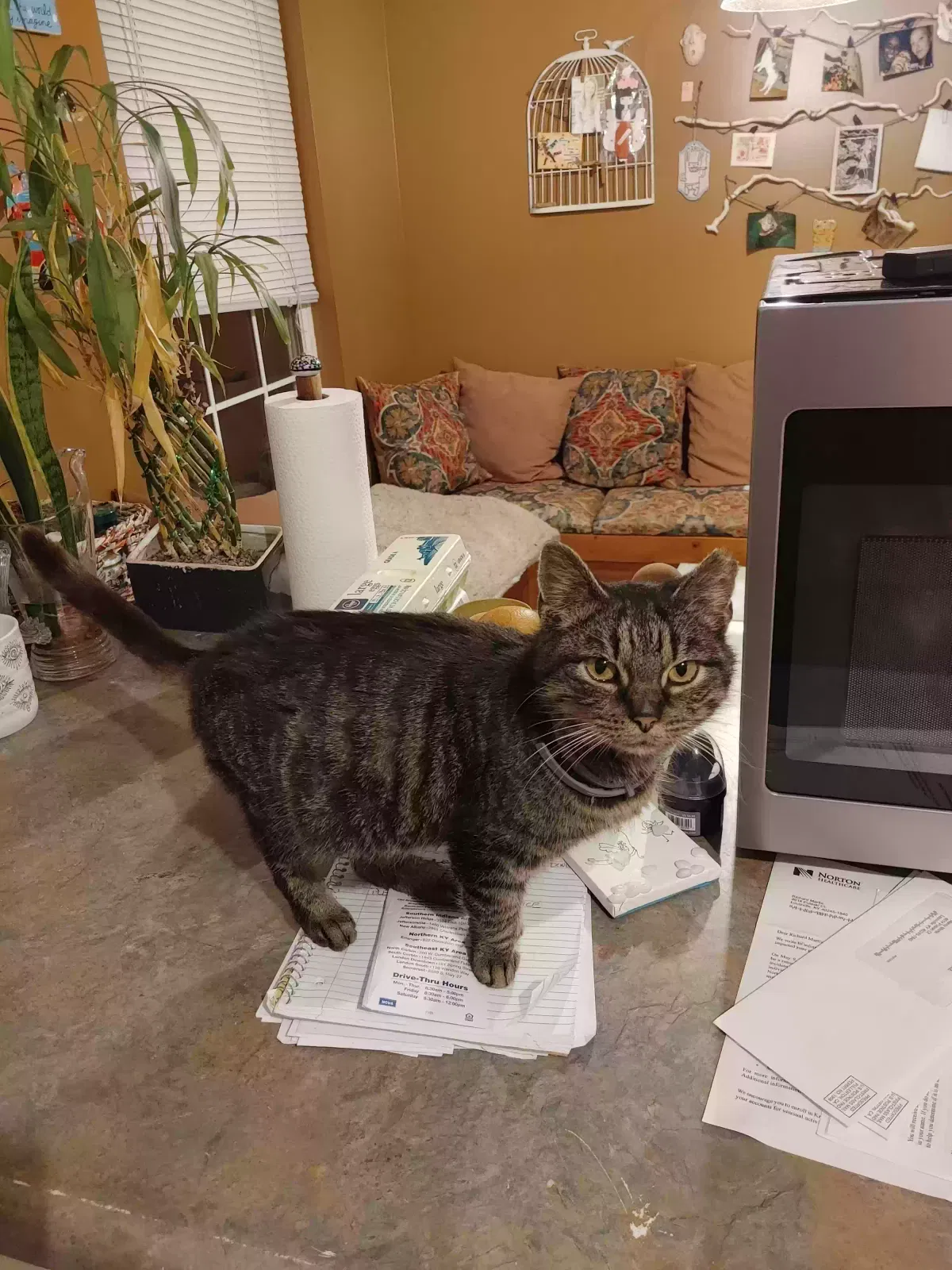 Found cat in Louisville, KY, 40245