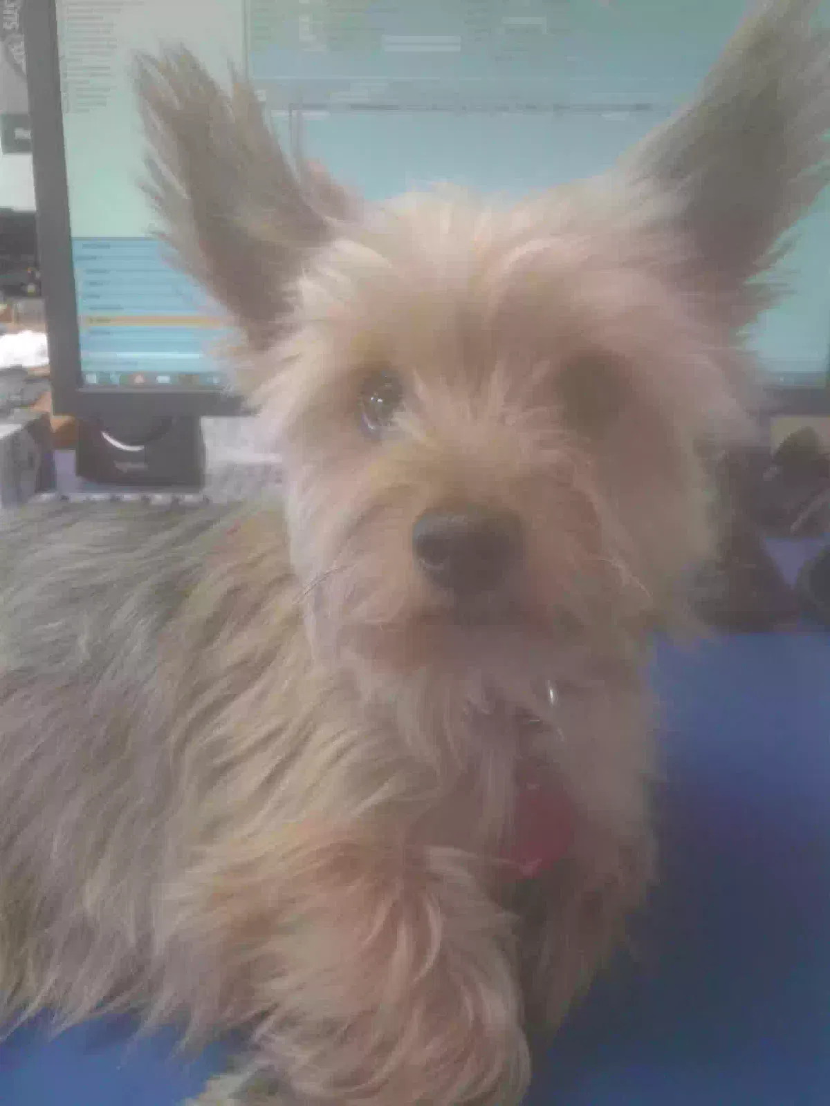 Lost dog in Albuquerque, NM, 87113