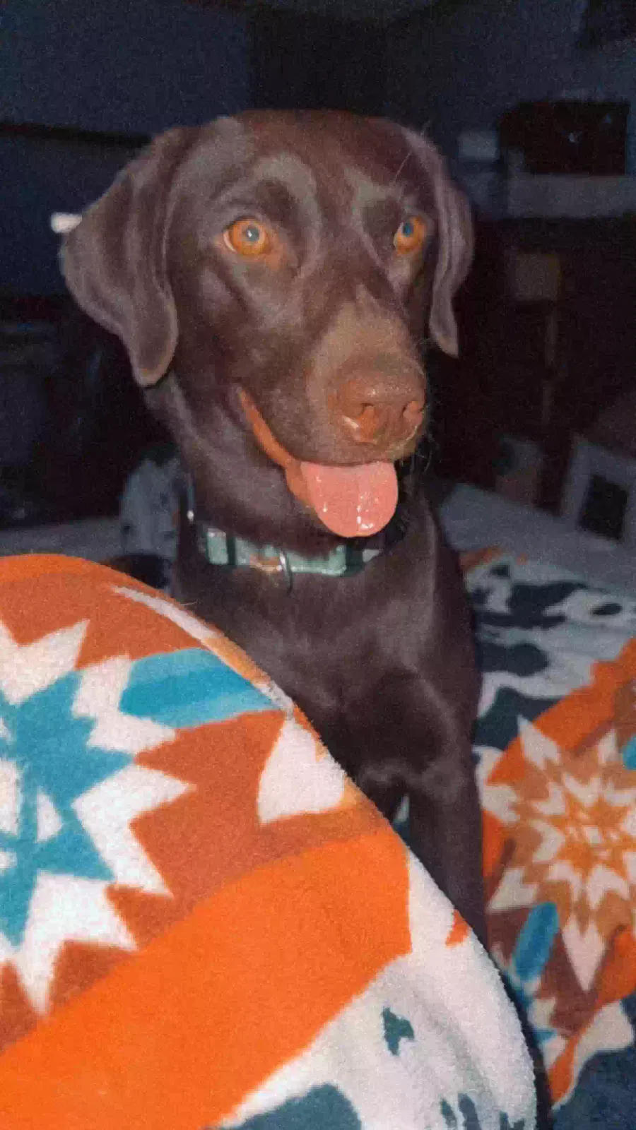 Lost dog in Mulvane, KS, 67110