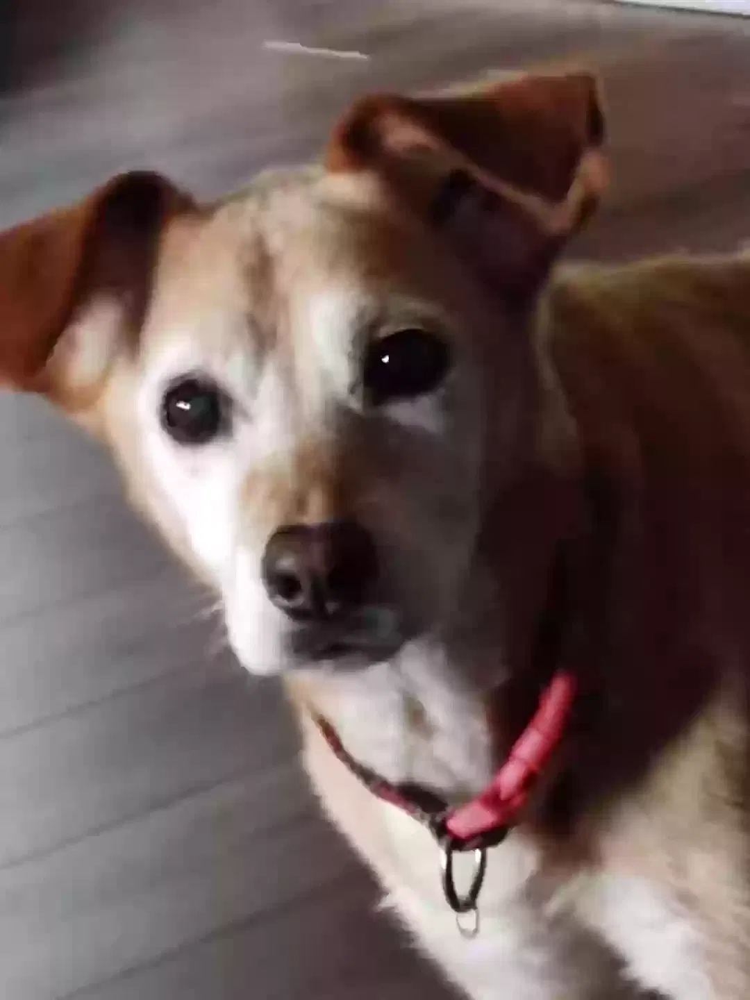 Lost dog in Rockton, IL, 61072