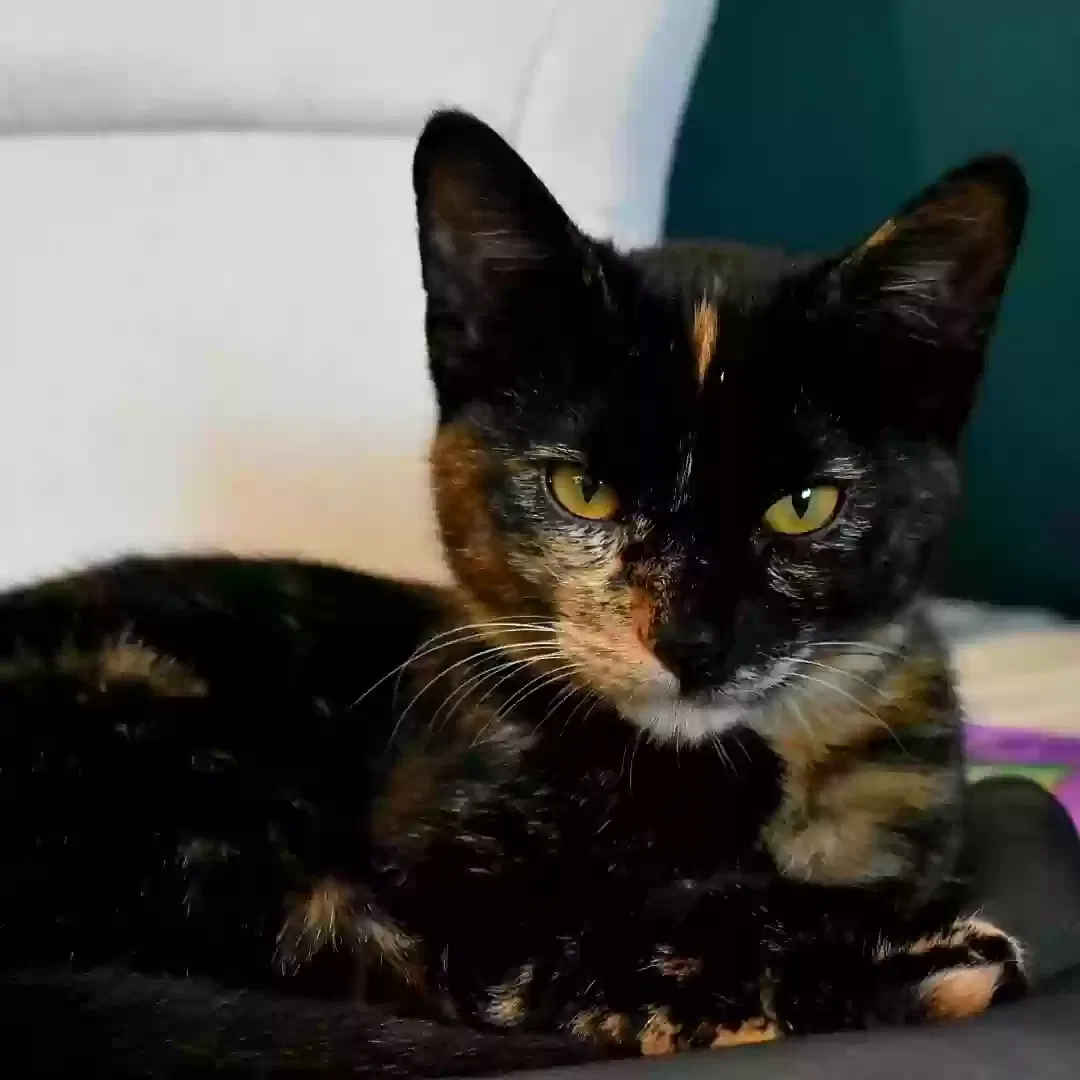 Lost cat in Visalia, CA, 93277