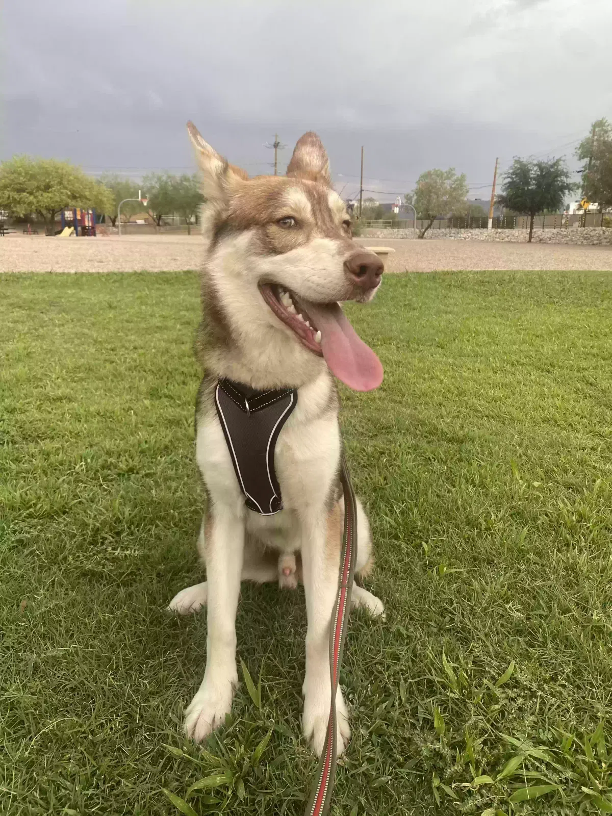 Lost dog in Tucson, AZ, 85719