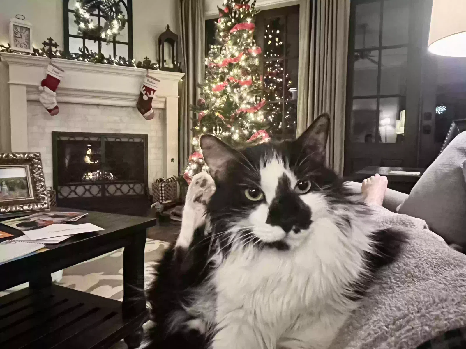 Lost cat in Lubbock, TX, 79424