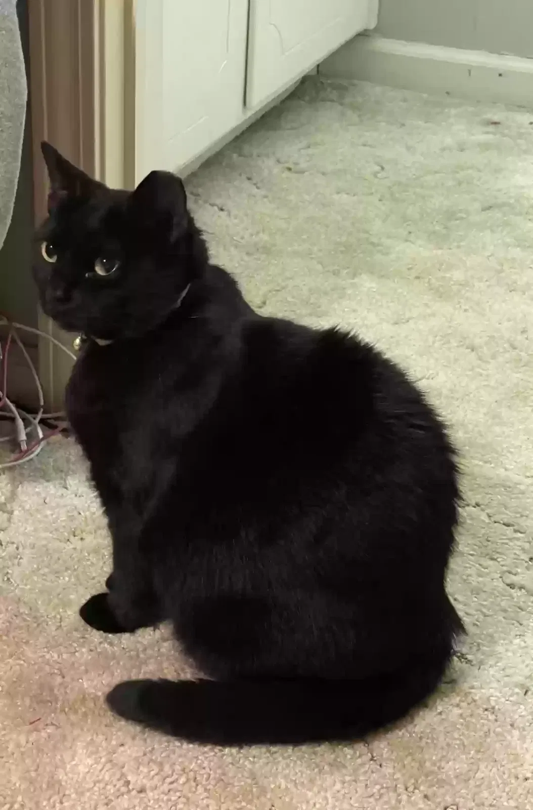 Lost cat in Buford, GA, 30518