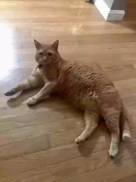Lost cat in Lexington, KY, 40517