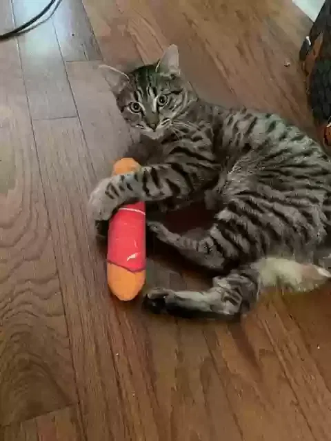 Lost cat in Hixson, TN, 37343