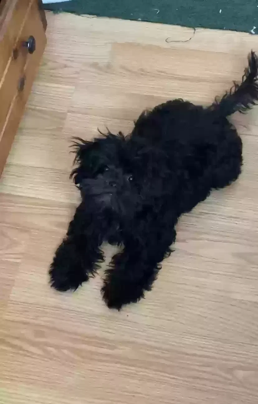Lost dog in North Las Vegas, NV, 89031