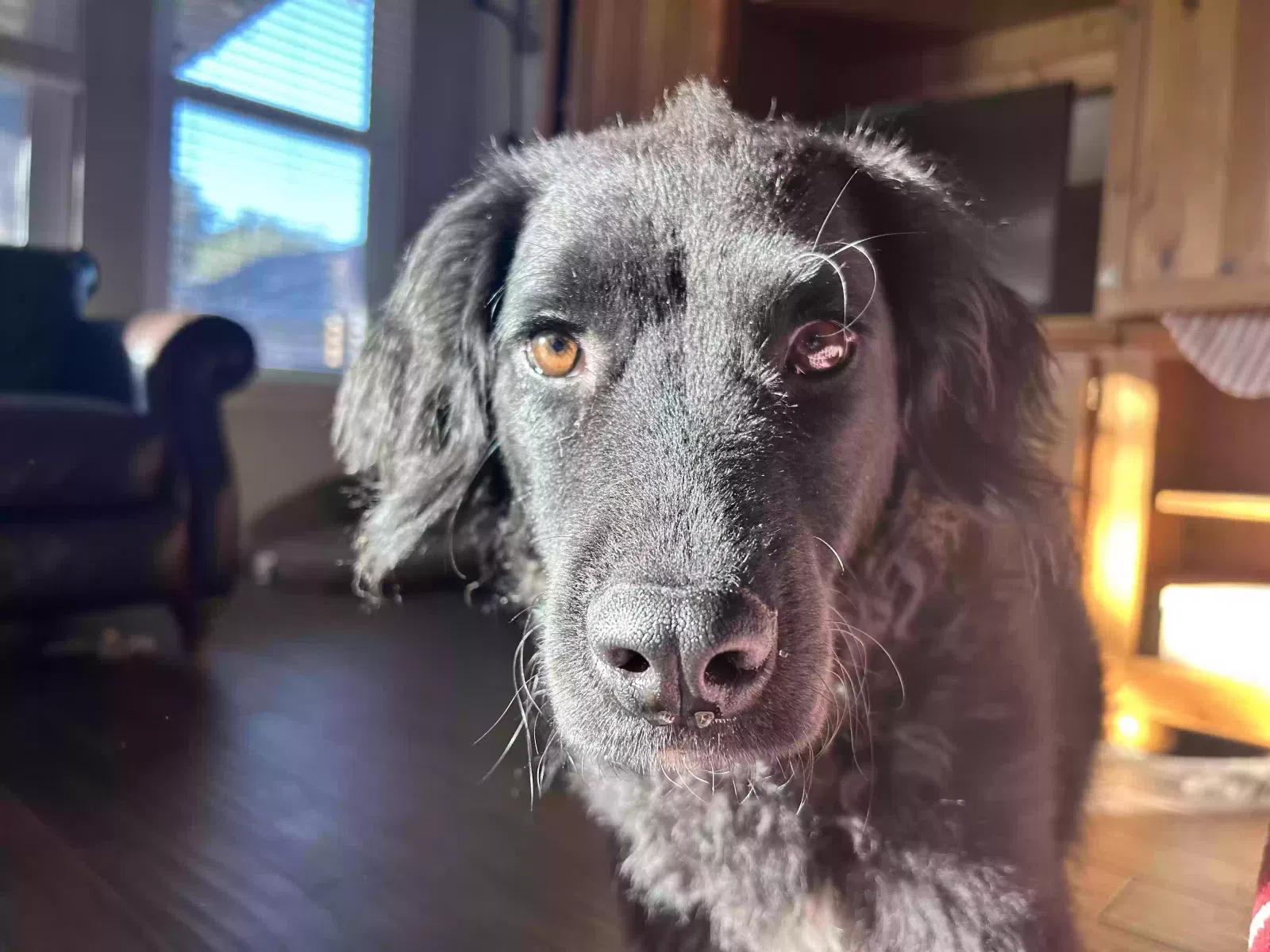 Lost dog in Houston, TX, 77066