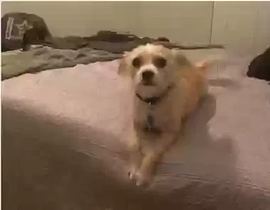 Lost dog in Irving, TX, 75039