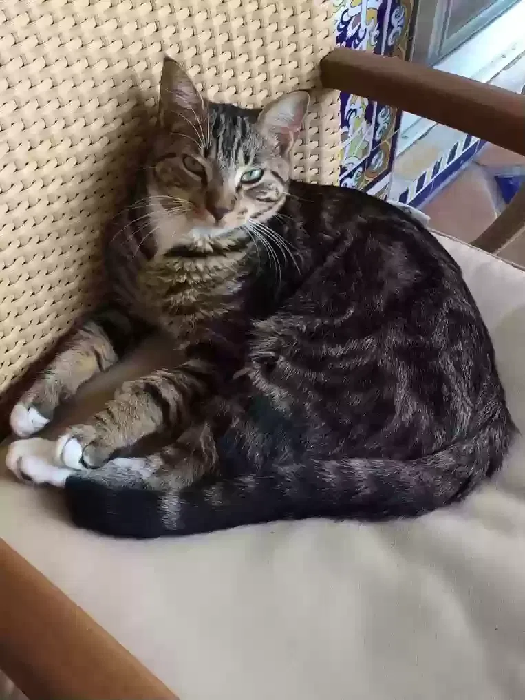 Lost cat in Miami, FL, 33178