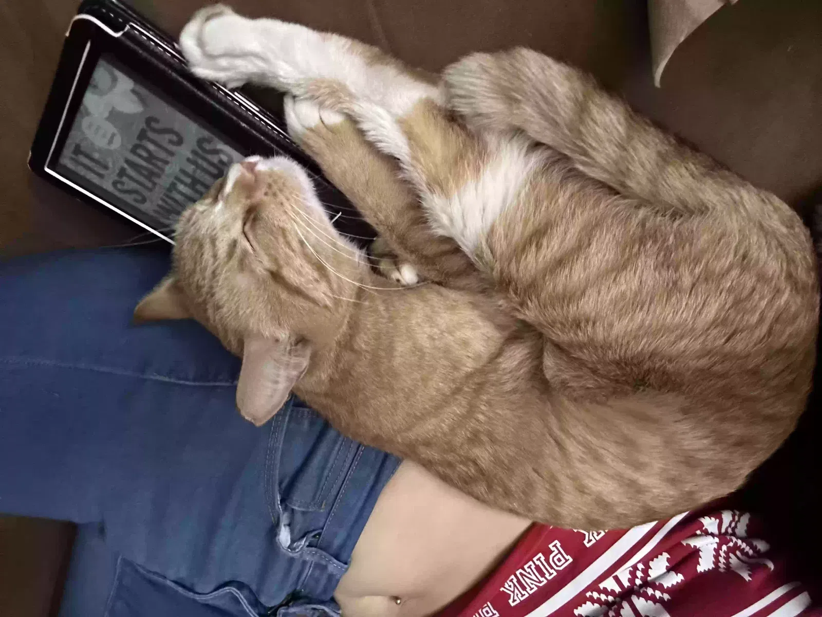 Lost cat in Guntersville, AL, 35976