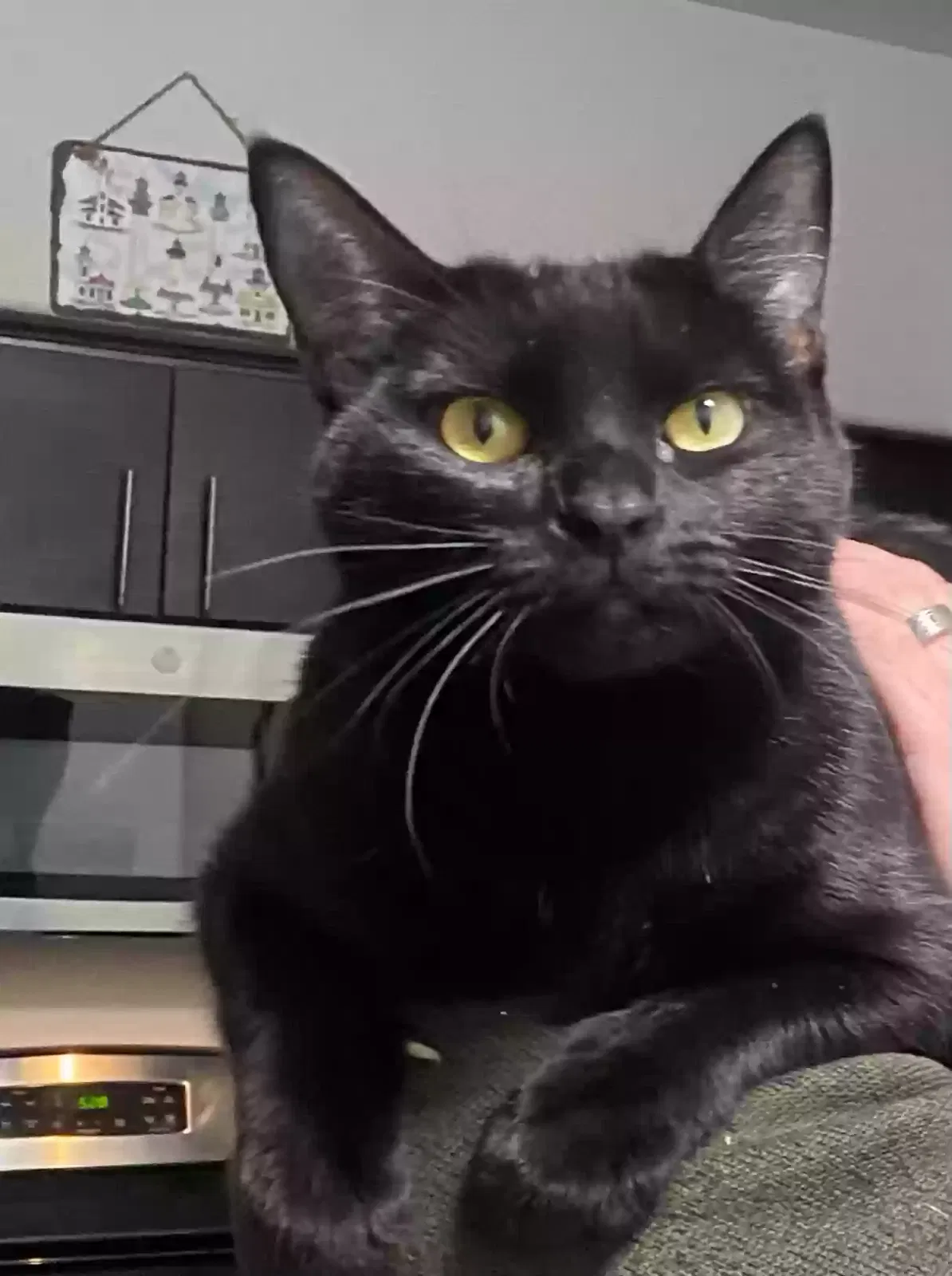 Lost cat in San Jose, CA, 95123