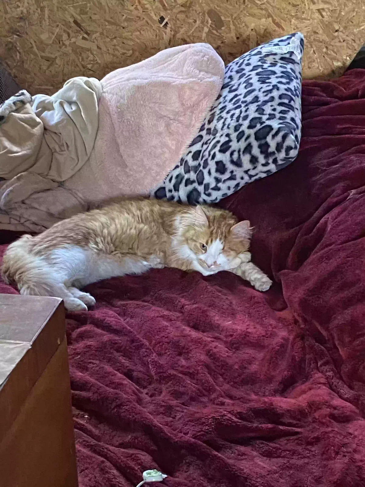 Lost cat in East Pittsburgh, PA, 15112