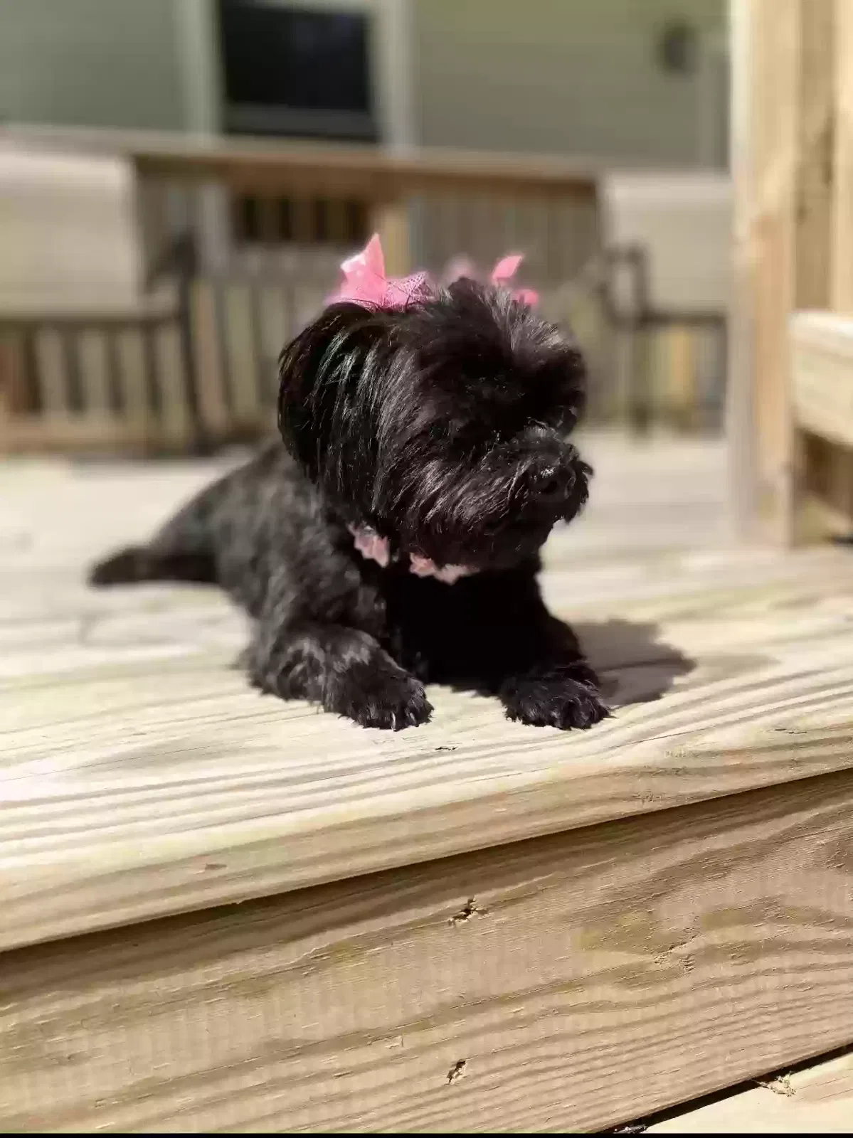 Lost dog in Linthicum Heights, MD, 21090
