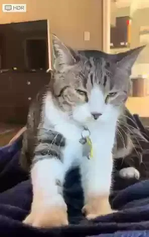 Lost cat in Burleson, TX, 76028