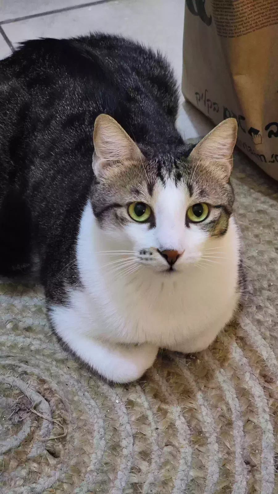Lost cat in Norcross, GA, 30093