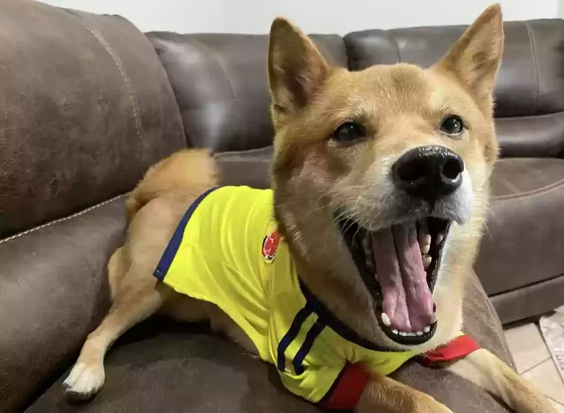 Lost dog in Kissimmee, FL, 34759