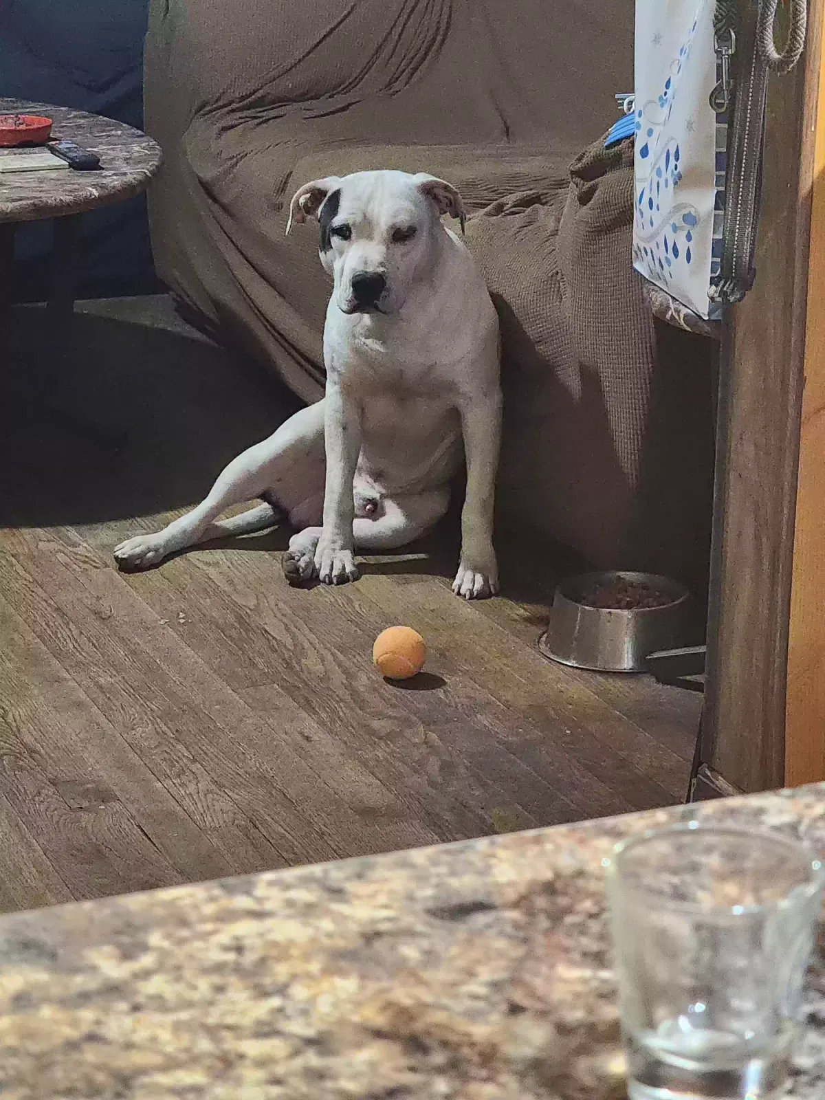 Lost dog in Springfield, MO, 65803