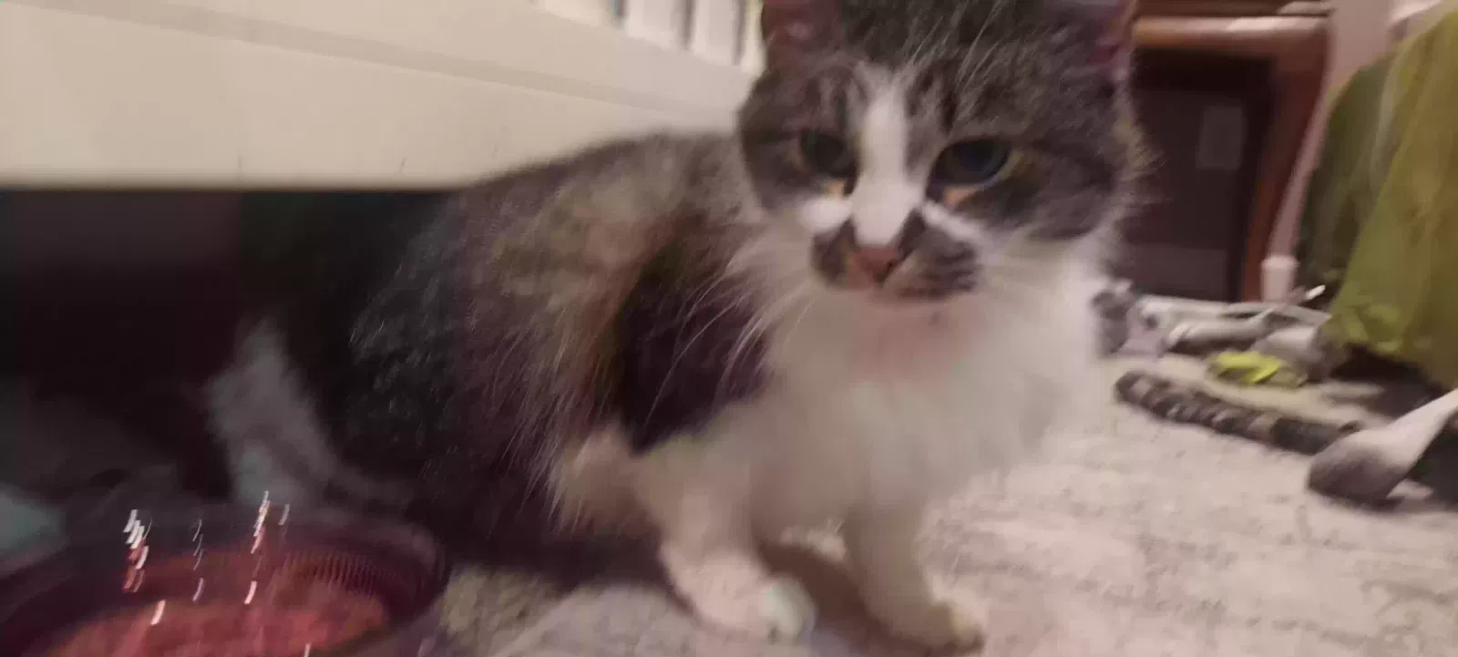 Found cat in Elkhart, IN, 46514