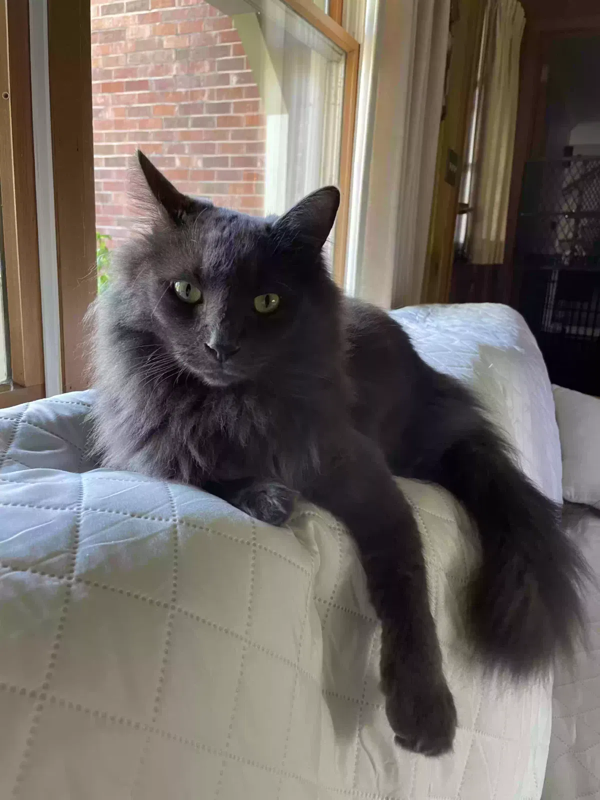 Lost cat in Winston Salem, NC, 27106