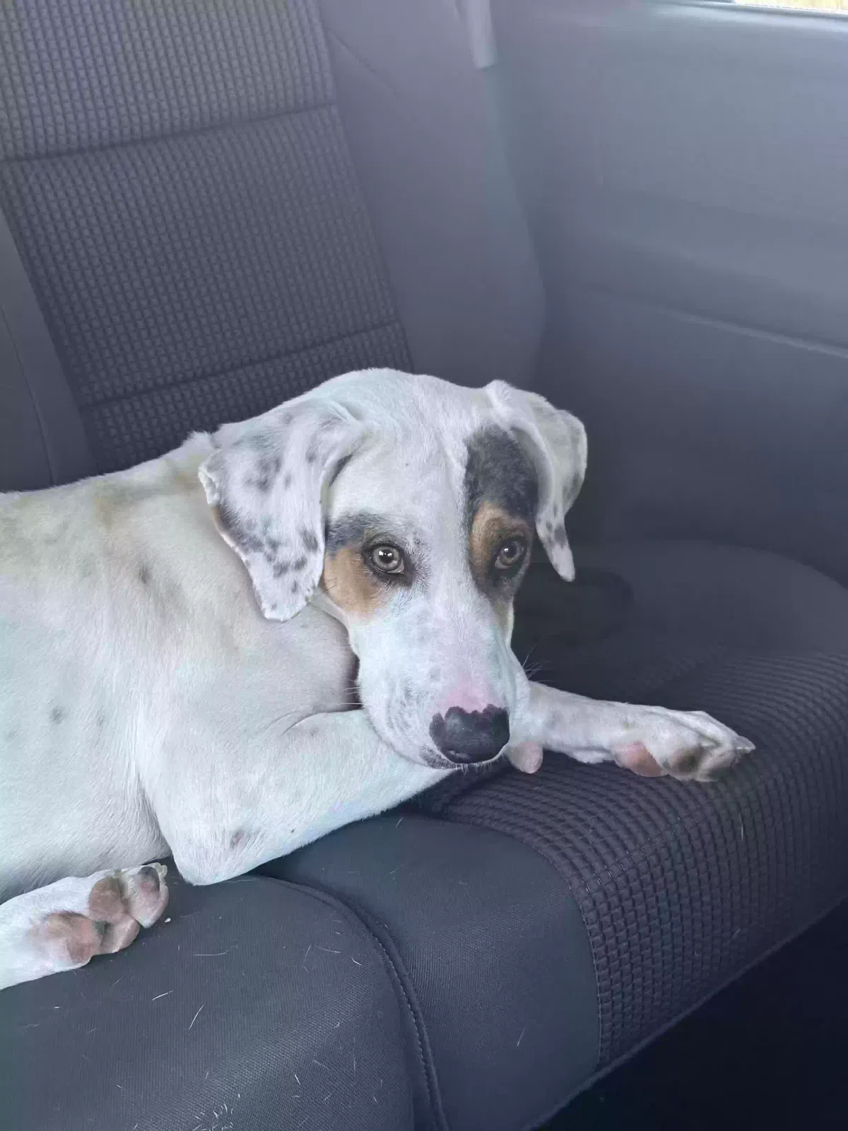 Found dog in Montgomery, TX, 77316