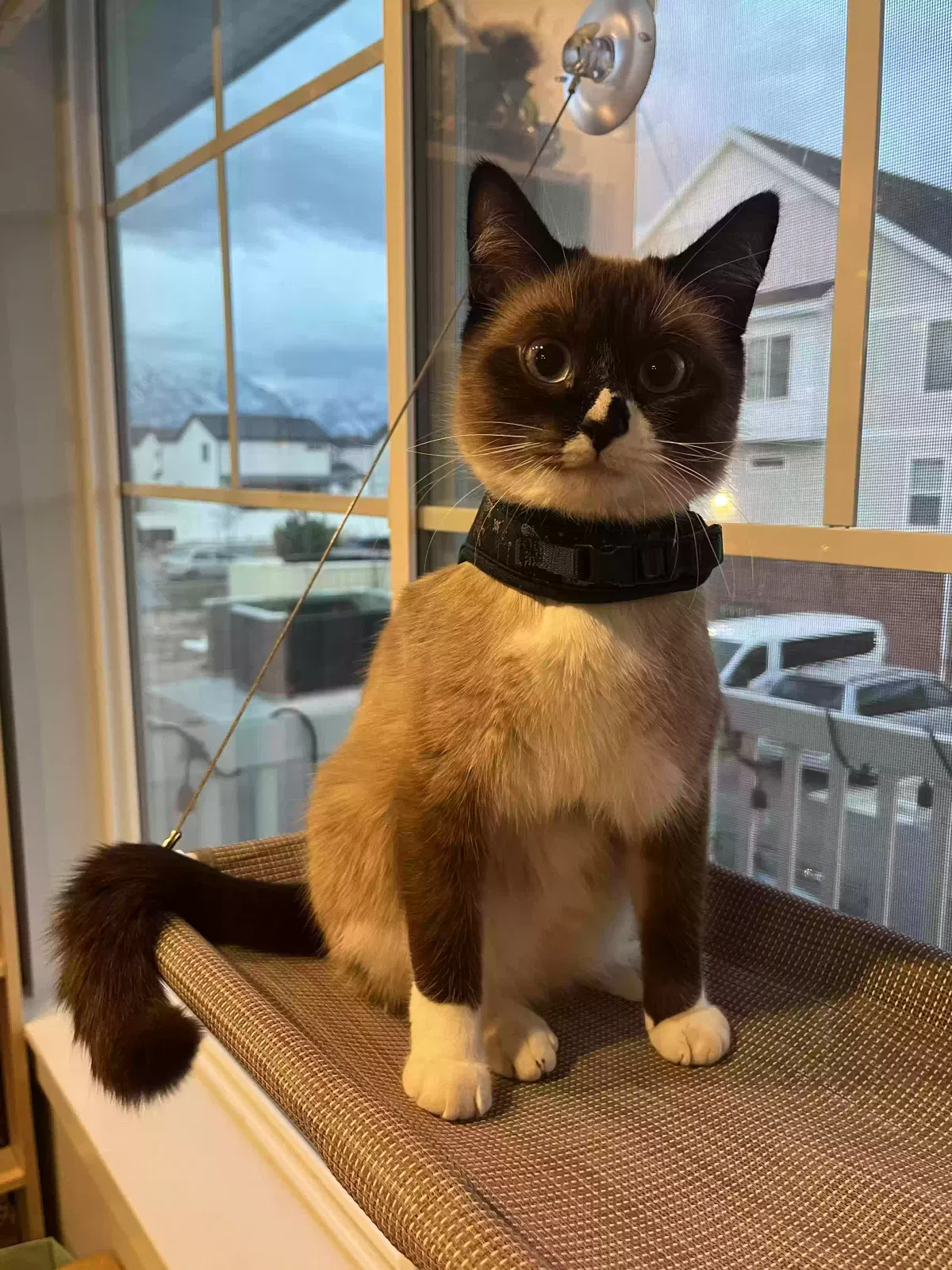 Lost cat in American Fork, UT, 84003