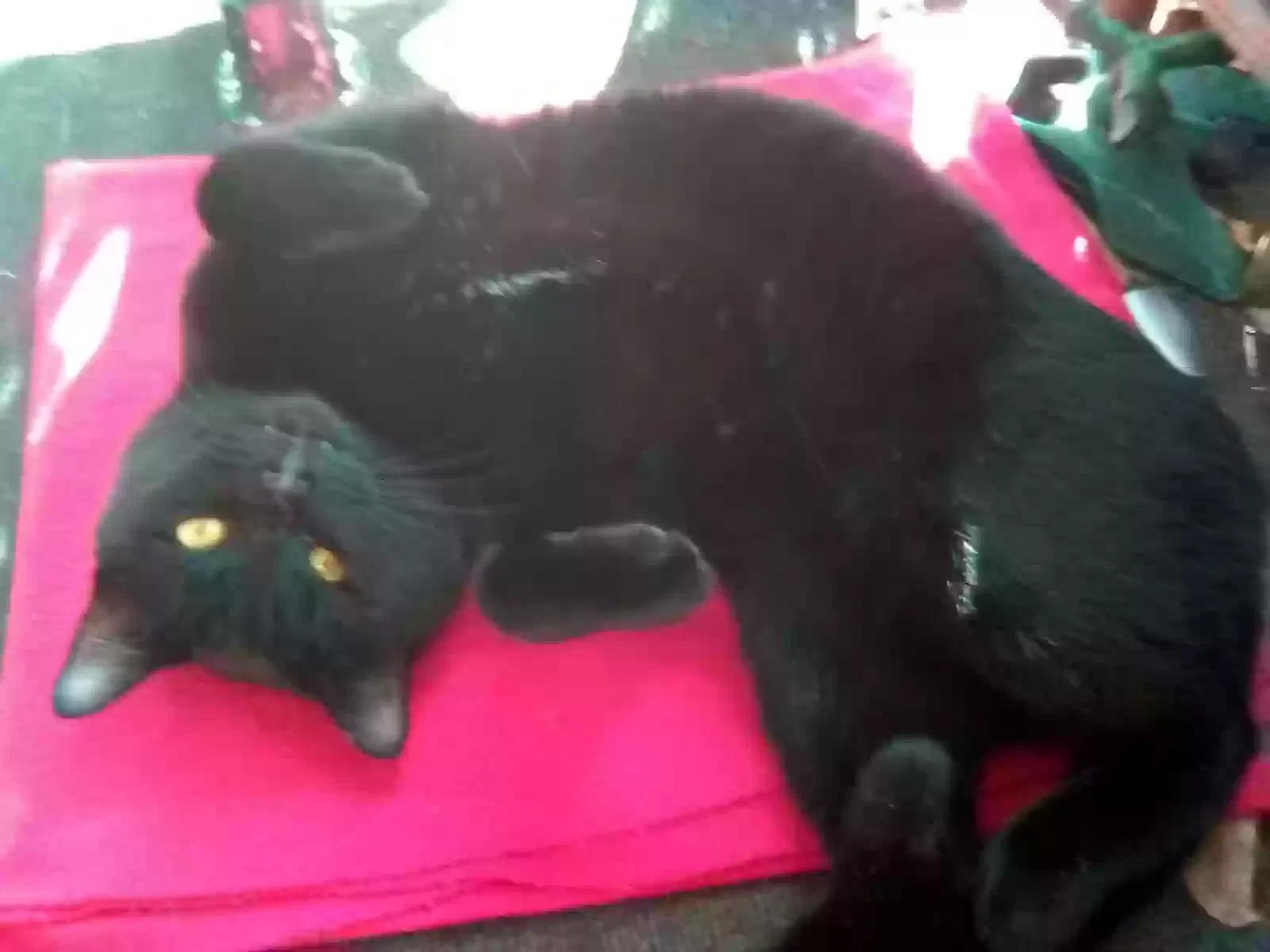 Found cat in Dallas, TX, 75228