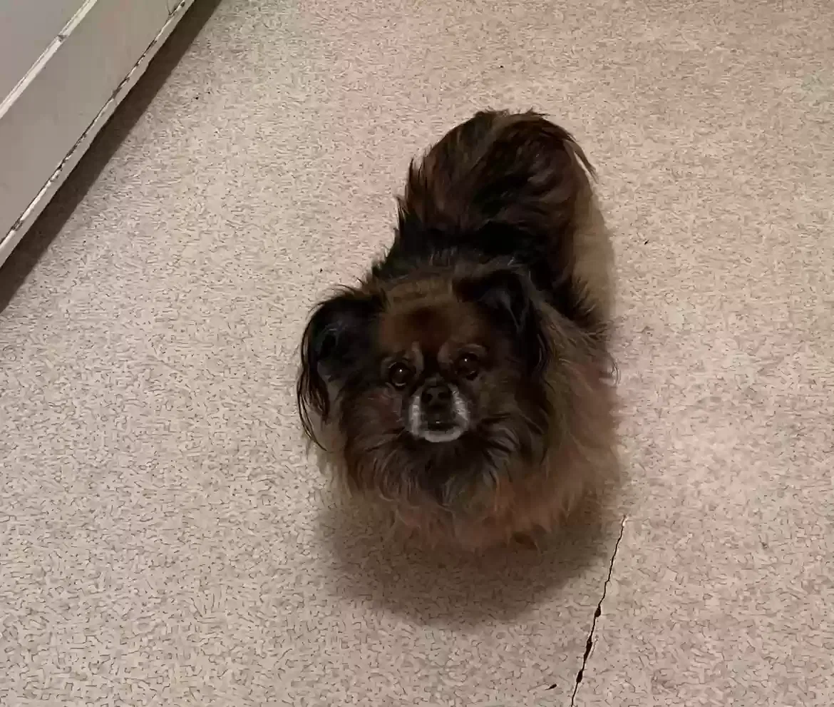 Lost dog in Grand Rapids, MI, 49503
