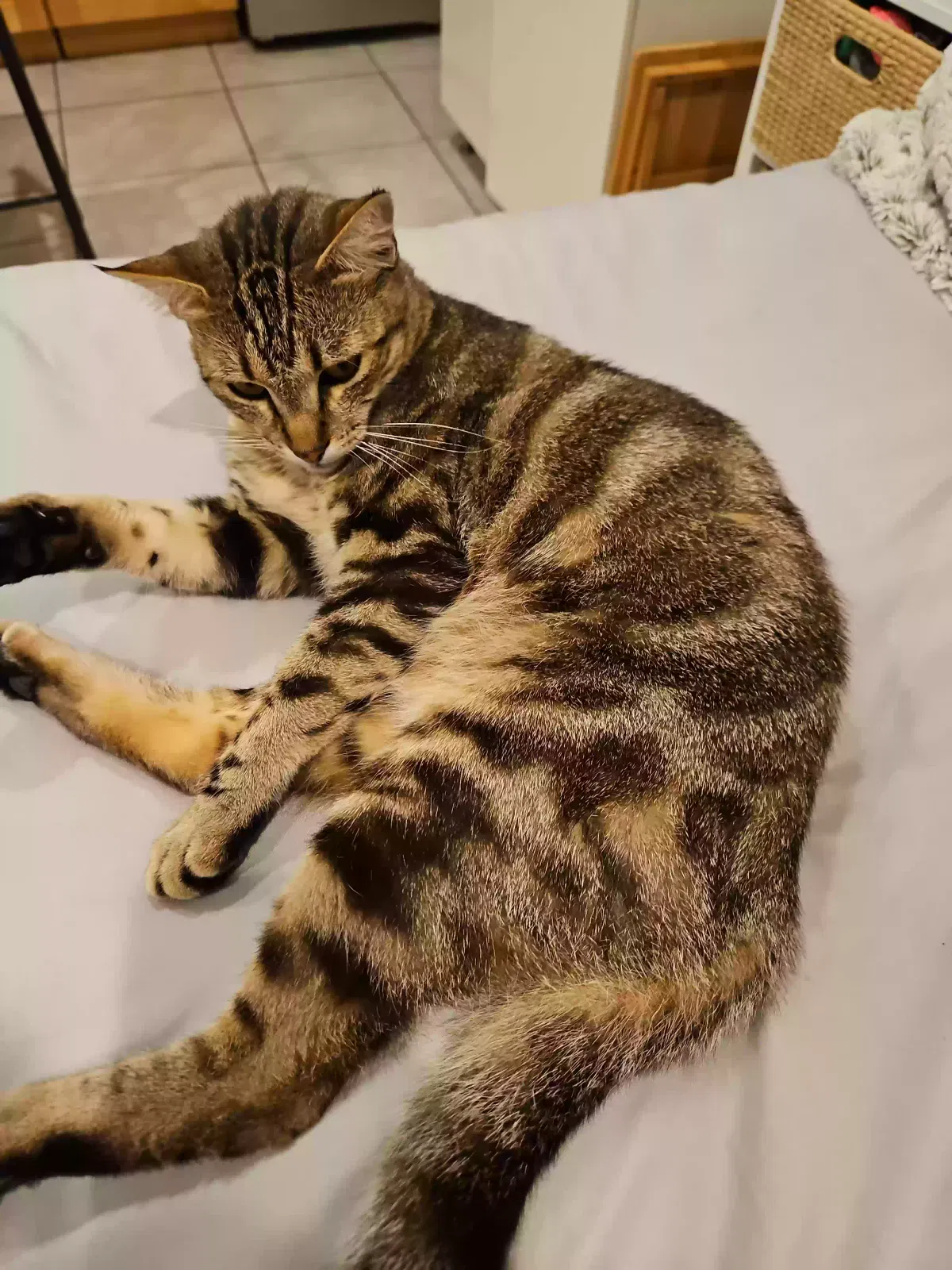 Lost cat in San Diego, CA, 92114