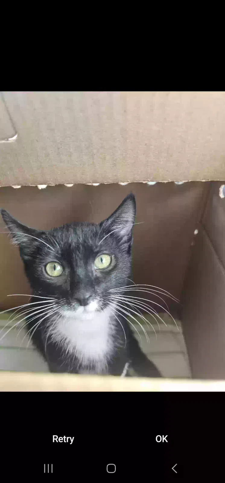 Lost cat in Port Saint Lucie, FL, 34952