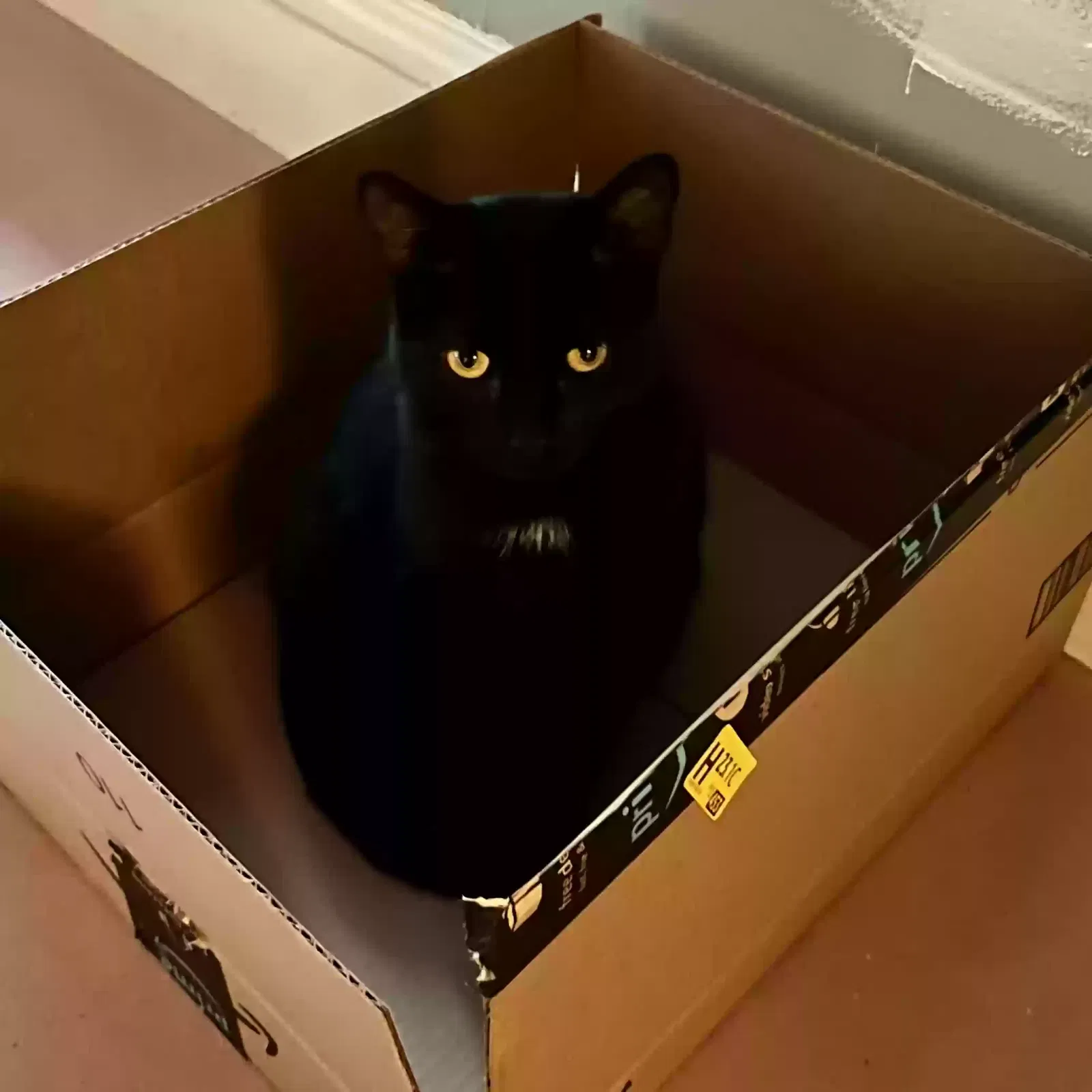 Lost cat in Cleveland, OH, 44118