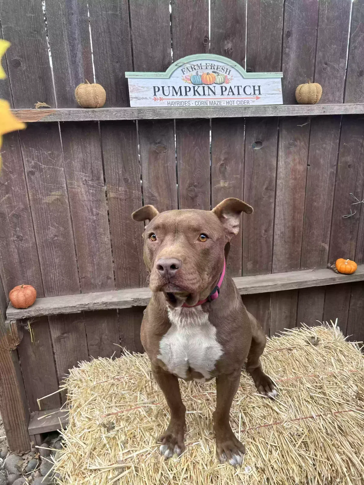 Lost dog in Stockton, CA, 95215