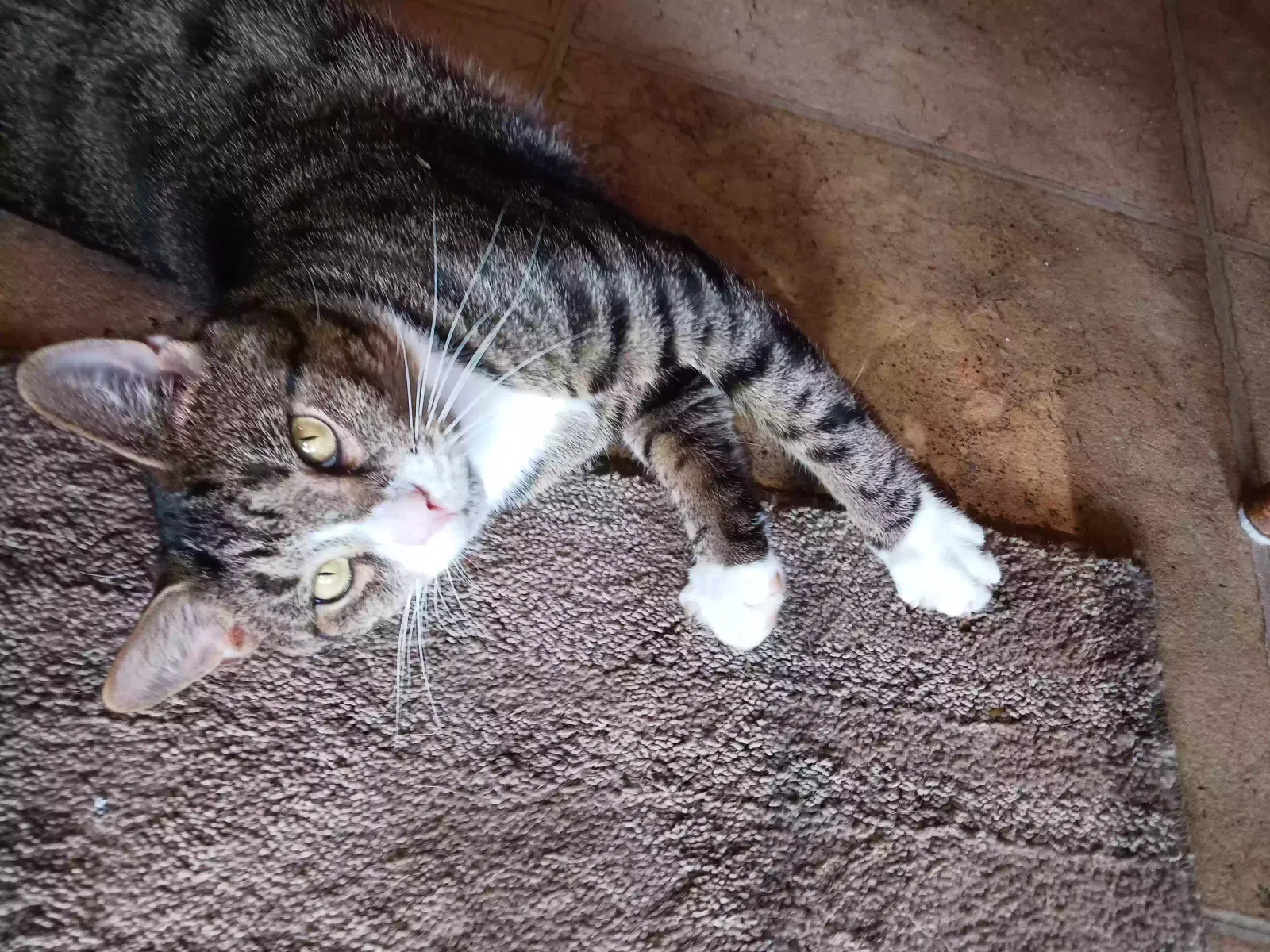 Lost cat in Landisville, PA, 17538