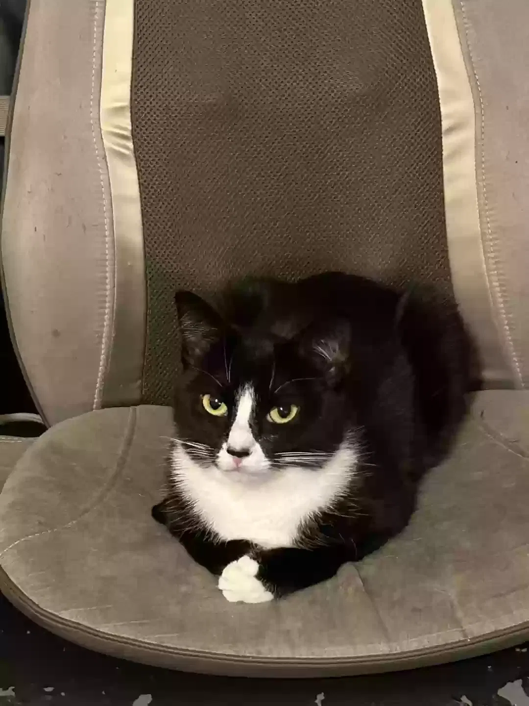 Lost cat in Edmond, OK, 73003